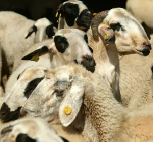 Burials begin for culled livestock after foot and mouth outbreak in Larnaca district