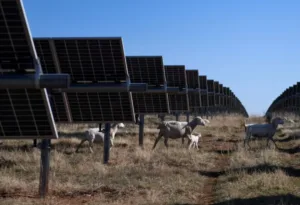 Koutrafas residents oppose planned 2,765MW photovoltaic park on agricultural land