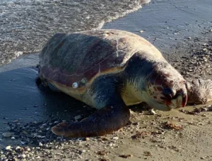 Cyprus commissioner cites legal gap on treatment of animals after death after sea turtle incident