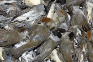 BirdLife Cyprus says 726,000 birds were illegally killed in 2025 as enforcement shifts affect trapping levels