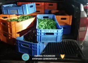 Police seize 100kg of green peppers brought through unauthorised crossing in Ayios Sozomenos