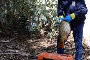 Dead fish found at Athalassa park lake as authorities launch investigation