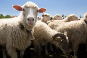 Cyprus reports stable foot-and-mouth disease caseload at 42 as cullings continue