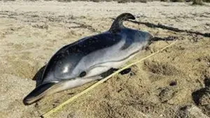 Dead dolphin found washed ashore on Pharos promenade in Kato Paphos