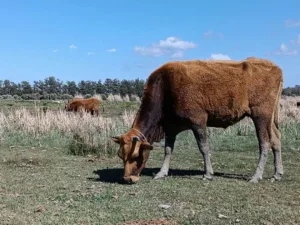 Cyprus debate grows over foot-and-mouth response and risks to native red cow breed