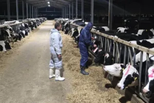 Foot and mouth disease cases rise to 44 after two new farm incidents in Larnaca district