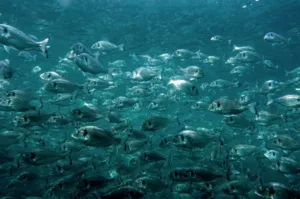 Storm damage near Liopetri releases farmed sea bass and bream into open waters