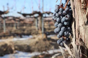 Agriculture ministry allocates €2.5 million to restore abandoned vineyards