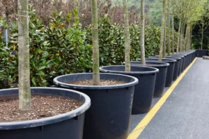 Saplings donated by cultural heritage committee planted along Paralimni–Dheryneia road