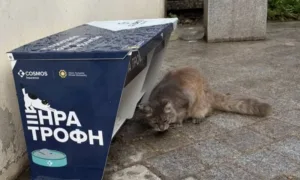 Nicosia launches coordinated stray cat feeding initiative with COSMOS Insurance support