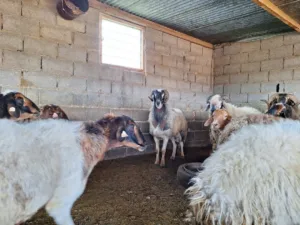 Rare indigenous Cypriot sheep breed faces possible cull after FMD antibodies detected