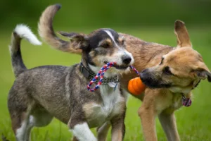 Rights For Animals criticises revised fee for unsterilised dogs under Cyprus Dogs Law amendments
