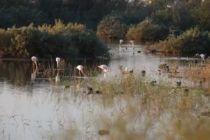 Cyprus faces severe water scarcity as drought and rising demand strain supplies