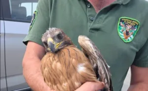 Bonelli’s eagle chick rescued after mother dies in power line collision