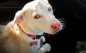 Supreme court upholds €350 fine for dog owner over off-leash roaming on public road