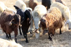 Cabinet approves €35.6 million compensation package for farmers affected by foot and mouth disease
