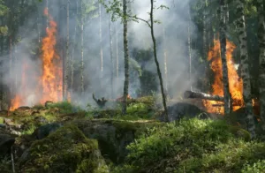 Forest fire near Pyrgos in Limassol district extinguished within 30 minutes