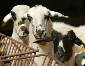 First foot and mouth disease case confirmed in Limassol district