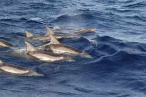 Cyprus issues guidance to boat operators amid increased dolphin sightings