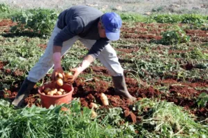 Cyprus farming groups call for more irrigation water for seasonal crops