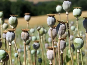 Paphos resident remanded for eight days over dried poppy pods import case