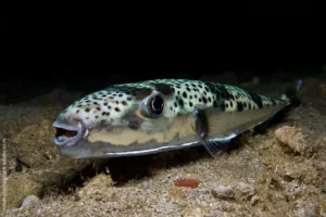 Cyprus removes more than 103 tonnes of invasive silver-cheeked toadfish under eradication scheme