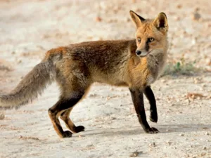 Forestry department urges slower driving at night to reduce wildlife road deaths