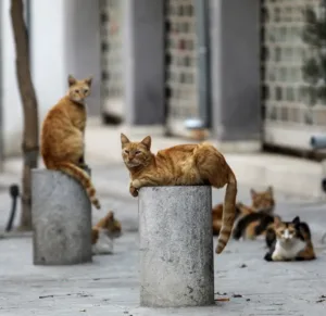 Ecologists call for probe into reported cat shootings in Lakatamia