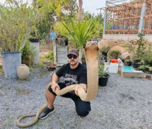 Κυπριακός ειδικός στα ερπετά παρακολουθεί πρόγραμμα κατάρτισης στην Ταϊλάνδη για την απομάκρυνση των βασιλικών κόμπρων από κατοικημένες περιοχές