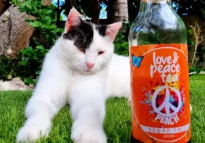 Love & Peace Icetea launches in Cyprus with charity focus