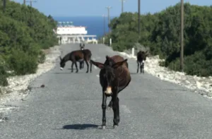 Karpasia donkey management programme begins with collection of free roaming animals