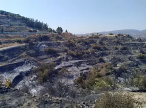 Спустя год восстановление после лесного пожара в горах Лимасола продолжается