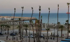 Concerns raised over heavy pruning of Larnaca’s historic Finikoudes palms