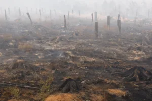 Η μεγαλύτερη δασική πυρκαγιά που έχει καταγραφεί στο Βέλγιο καίει 3.000 εκτάρια κοντά στα γερμανικά σύνορα