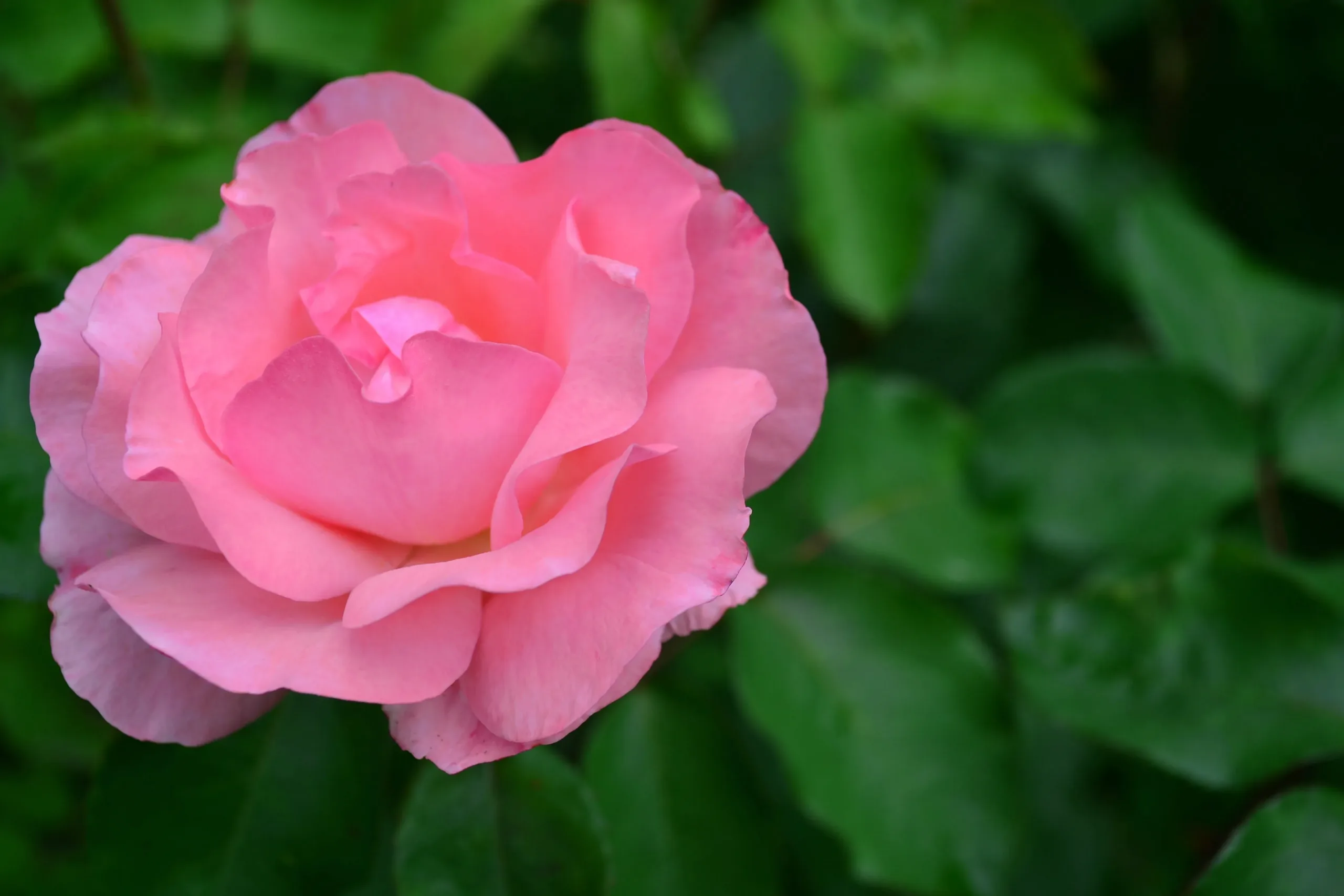 Milikouri’s forgotten tradition of Damask rose cultivation