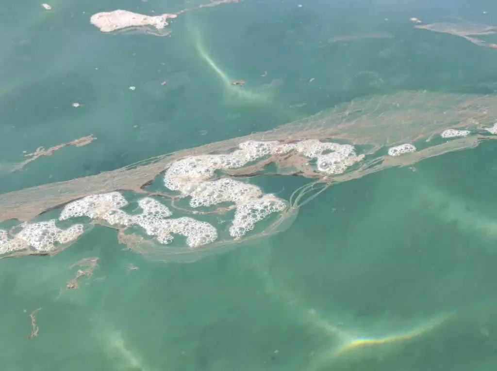 Limassol beachgoers report sludge, waste and foul smell in sea