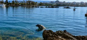 Mediterranean monk seal spotted in Kato Paphos harbour