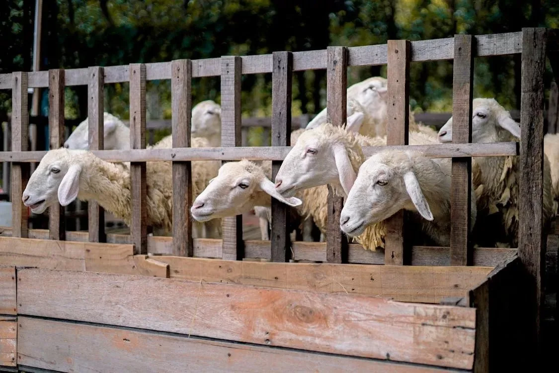 Farming groups back proposed 2027-2038 livestock reconstruction programme