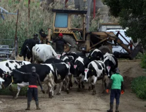 Η Κύπρος δεν αναφέρει νέα επιβεβαιωμένα κρούσματα αφθώδους πυρετού