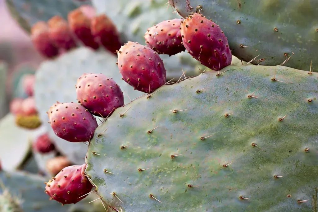 Israeli scientists release beetles in Cyprus to protect prickly pear trees
