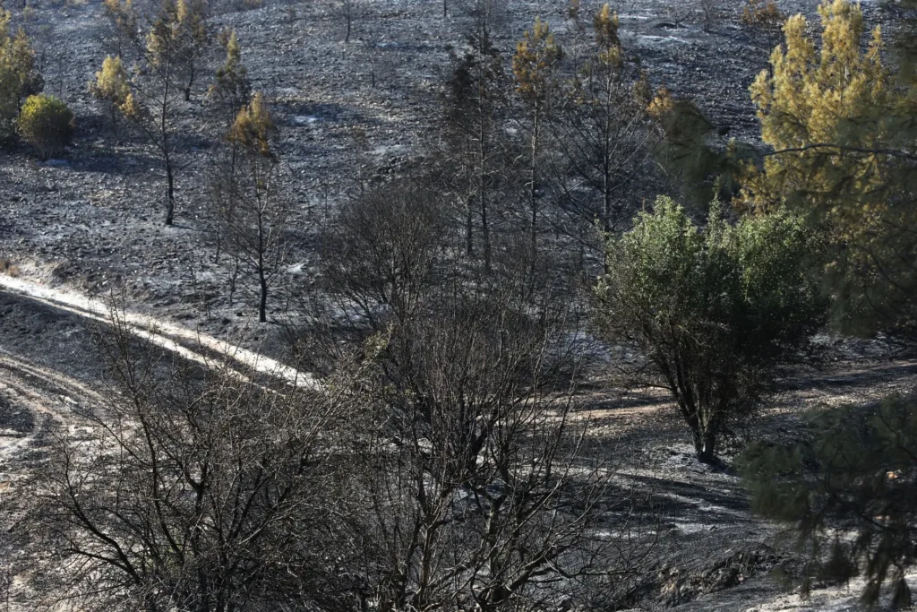 Police investigate two Lysos fires amid forestry department arson concerns