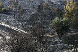 Police investigate two Lysos fires amid forestry department arson concerns