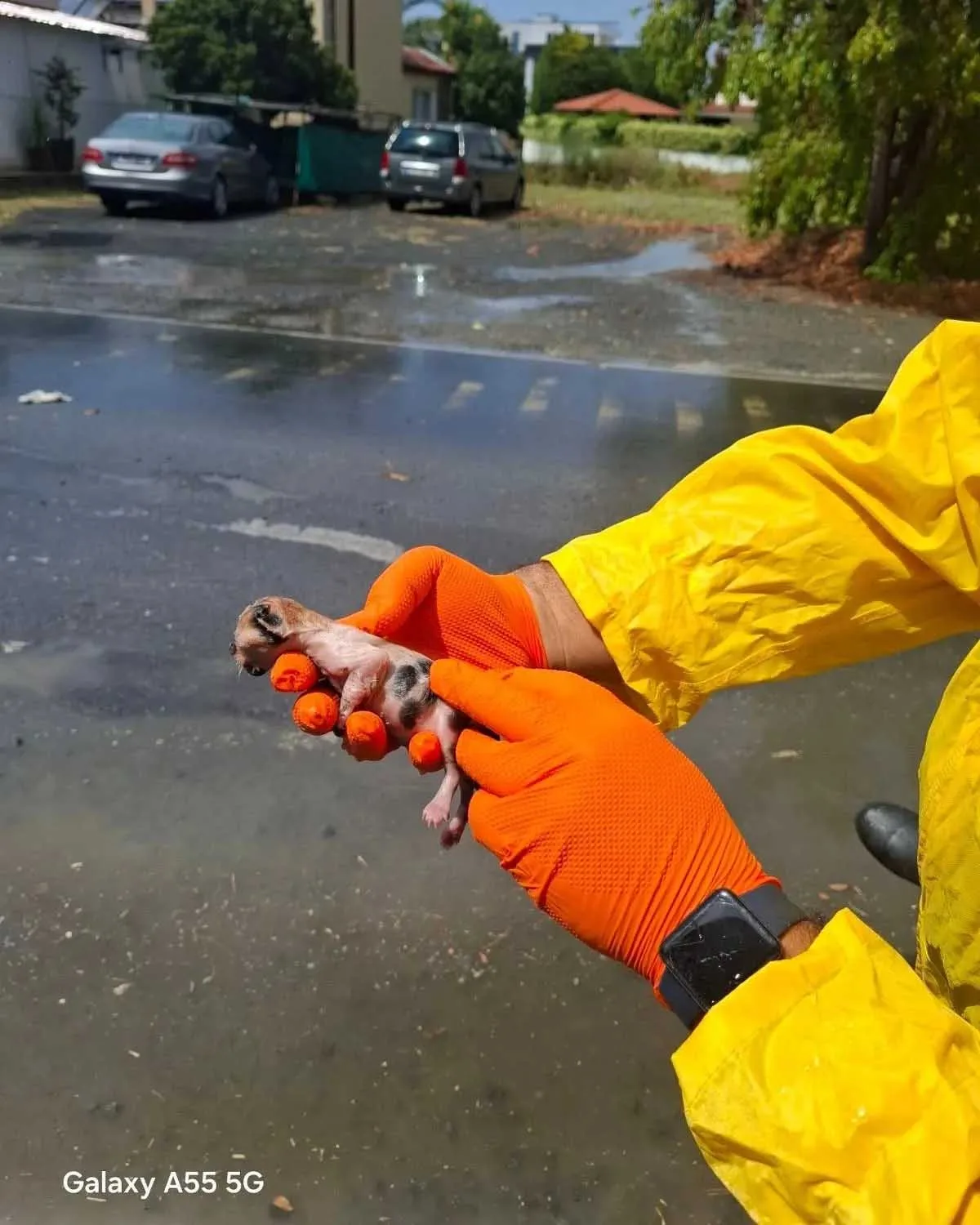 Newborn Kitten Rescued During Heavy Rainfall in Dhali
