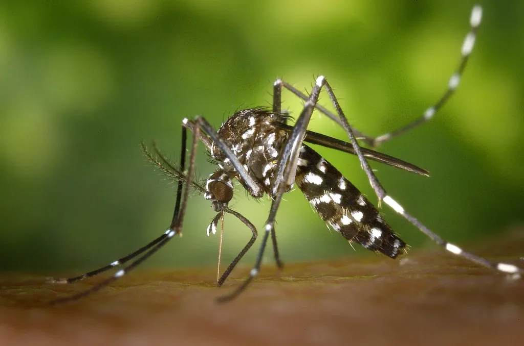 Paphos steps up mosquito control after West Nile virus case in Nicosia