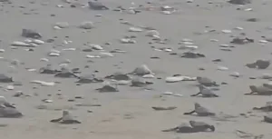 Μωρά χελωνάκια εθεάθησαν να φτάνουν στη θάλασσα στην παραλία Περβολιών
