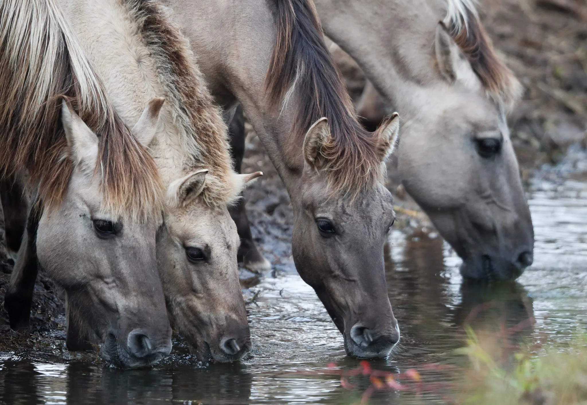 Five horses diagnosed with West Nile virus in Cyprus