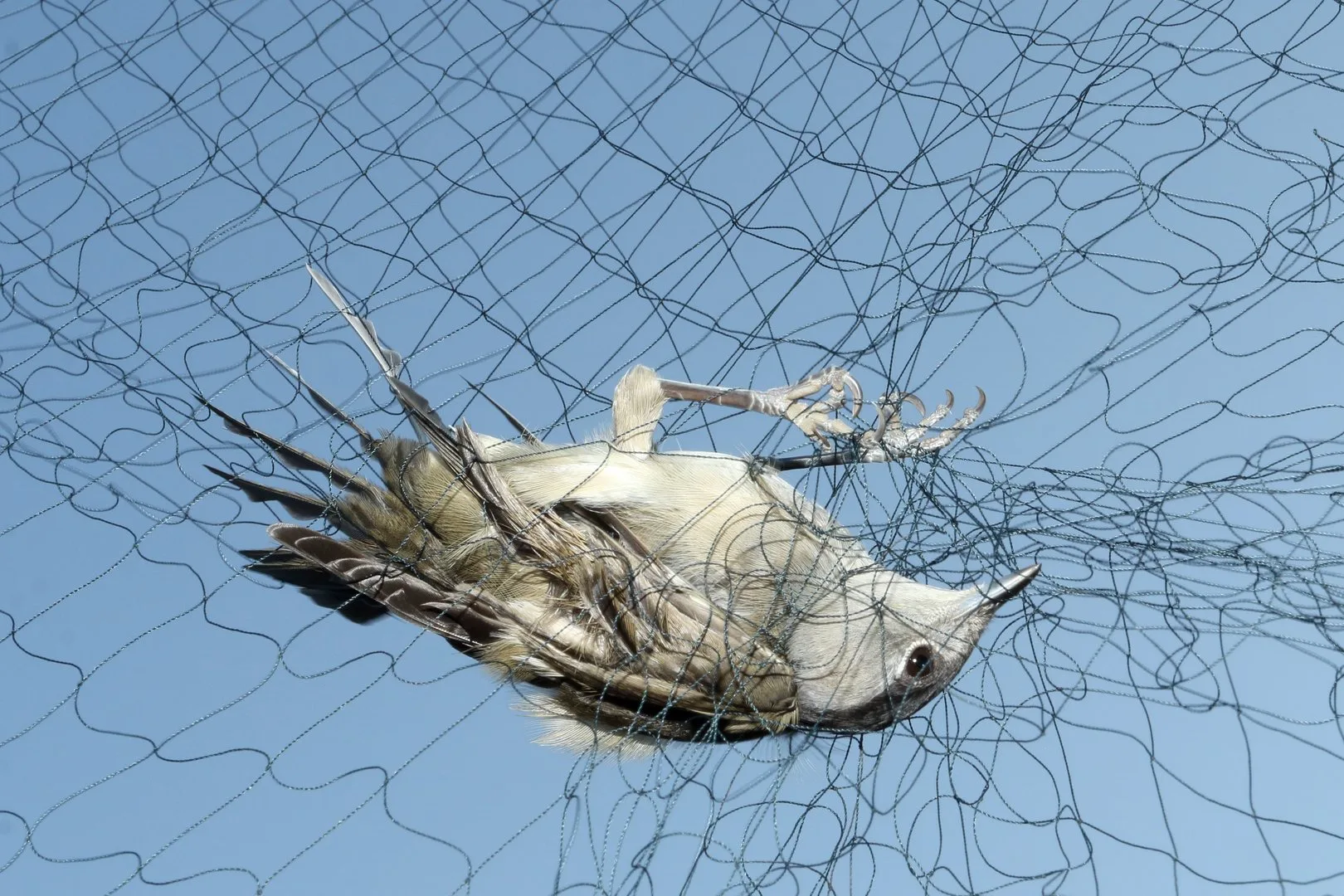 Man arrested after 17 wild birds found trapped in Larnaca district