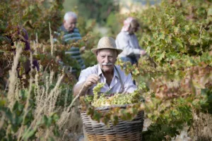 Что привезти с Кипра: продукты, ремёсла и лимиты