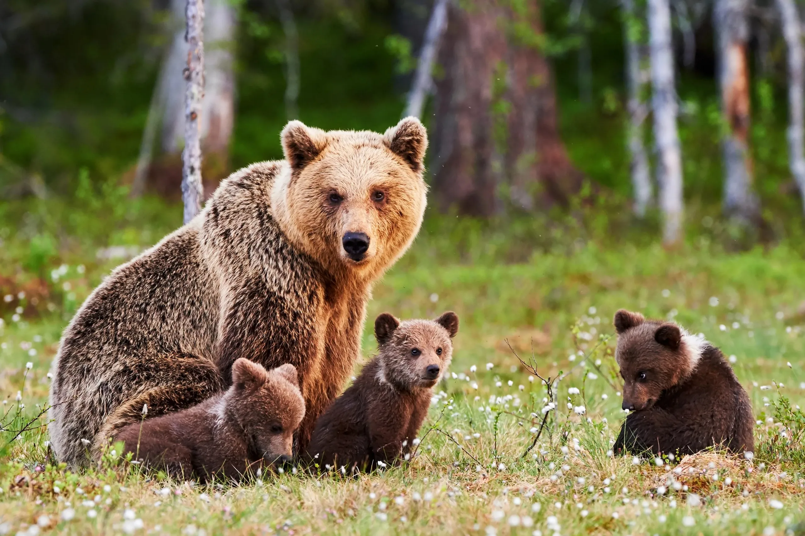 Drought drives black bears into towns across the US West