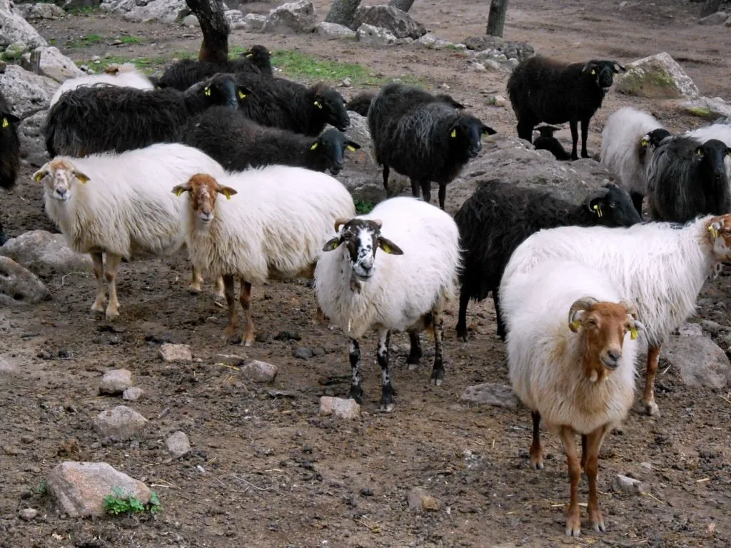 Bluetongue virus outbreaks confirmed in sheep in Larnaca and Paphos